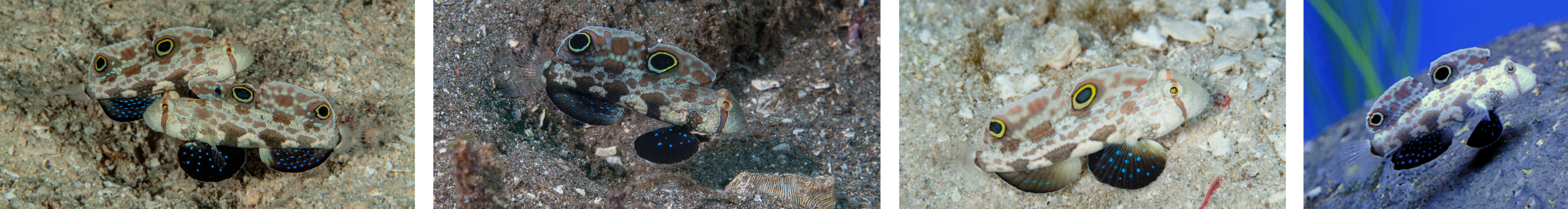 Twin Spot Goby